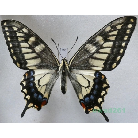 Papilio machaon hippocrates (C. & R. Felder, 1864) female ex. ovo, Japan 91mm38d